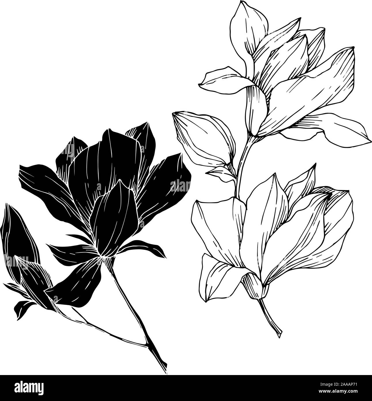 Vector Magnolia floral botanical flowers. Black and white engraved ink ...
