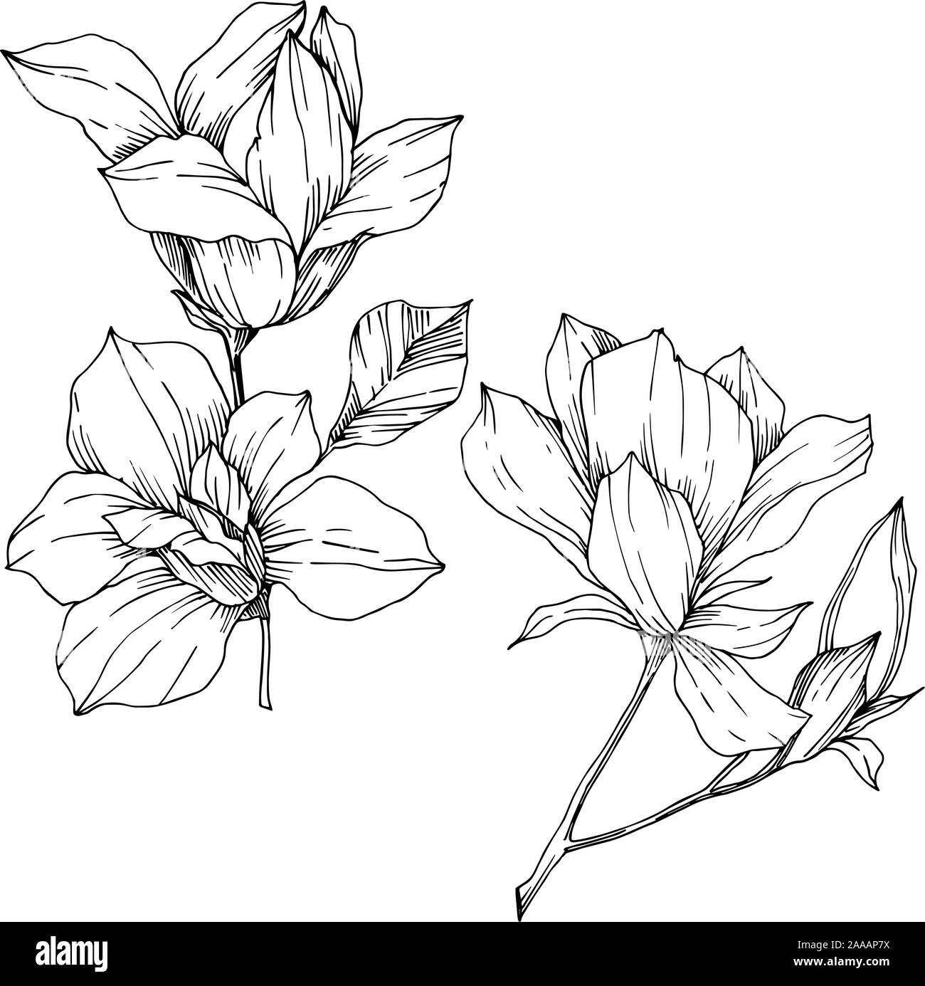 Vector Magnolia floral botanical flowers. Black and white engraved ink ...