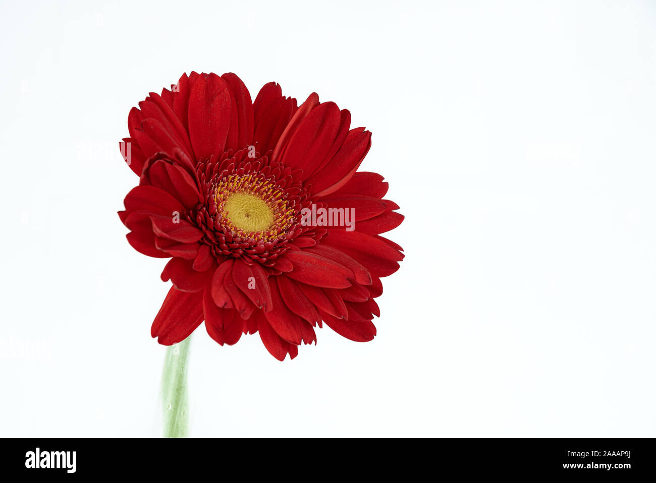 Closeup of a red gerbera with white background Stock Photo