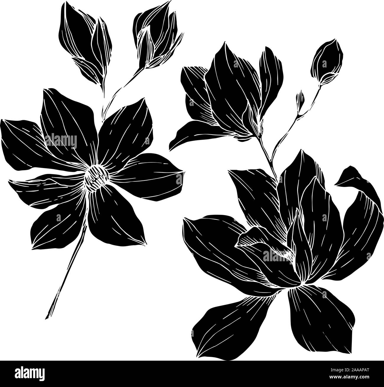 Vector Magnolia floral botanical flowers. Black and white engraved ink ...