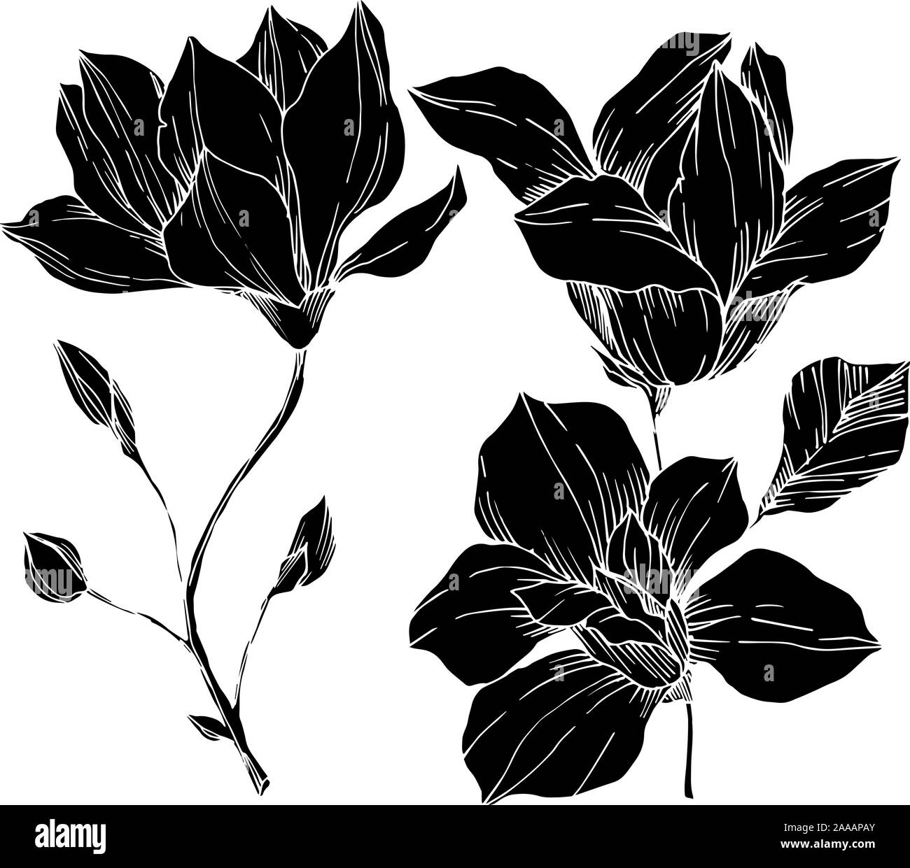Vector Magnolia floral botanical flowers. Black and white engraved ink ...
