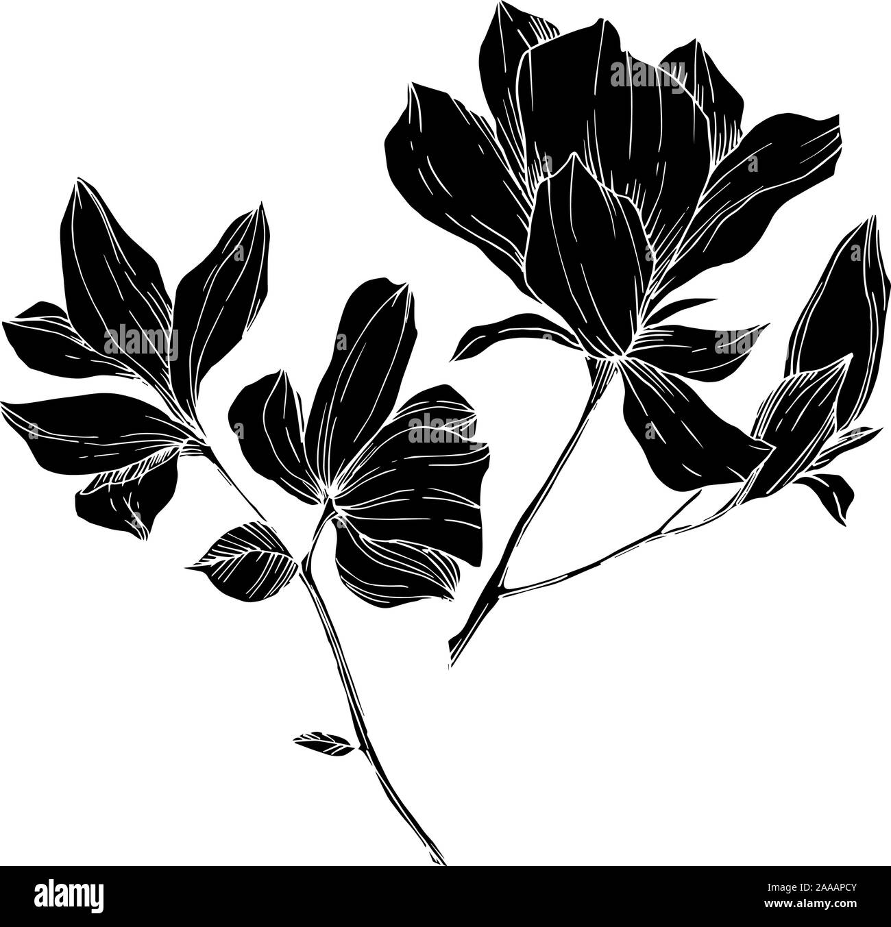 Vector Magnolia floral botanical flowers. Black and white engraved ink ...