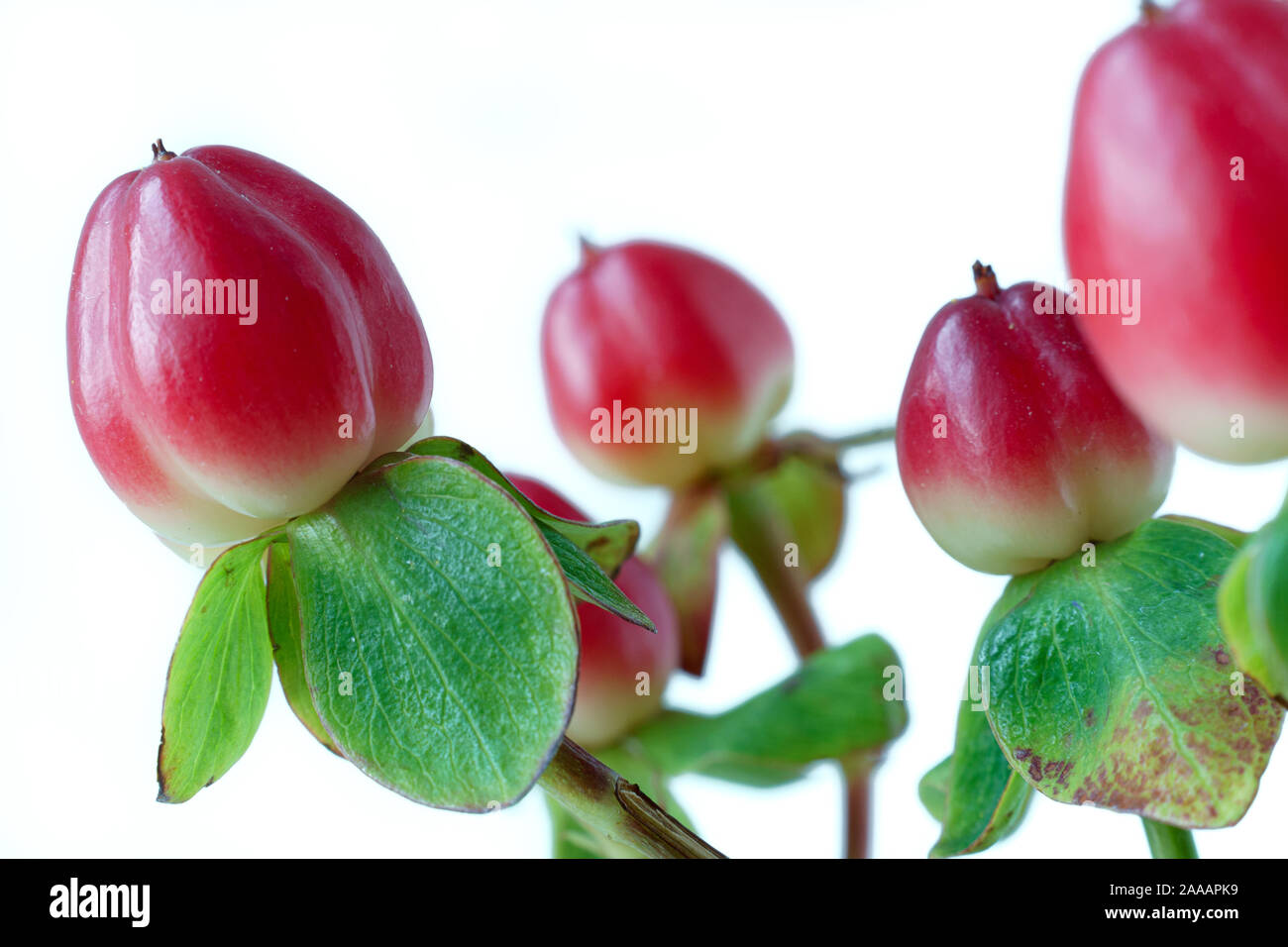Flowers no one with nature leaves leaves hi-res stock photography and  images - Page 4 - Alamy