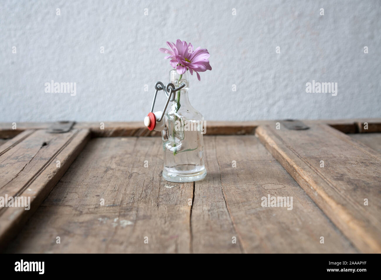 Single aster in a small glass bottle on a shabby wooden element in front of a white wall Stock Photo
