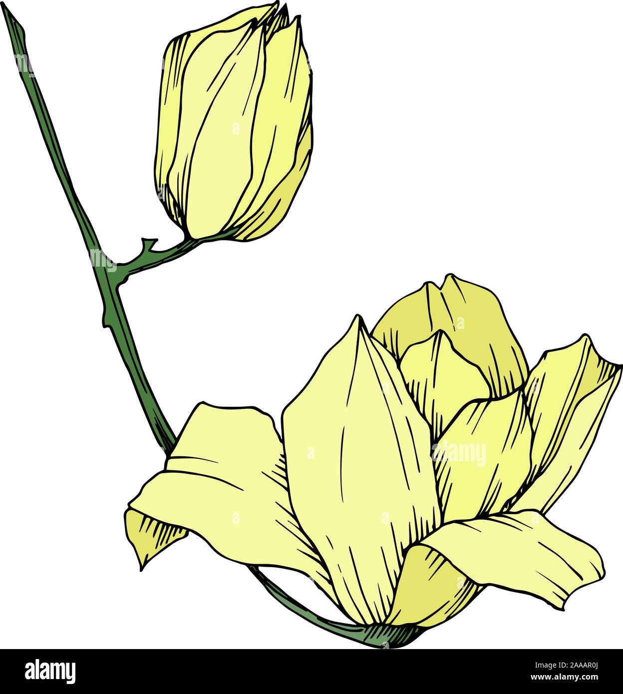 Vector Magnolia floral botanical flowers. Black and white engraved ink ...