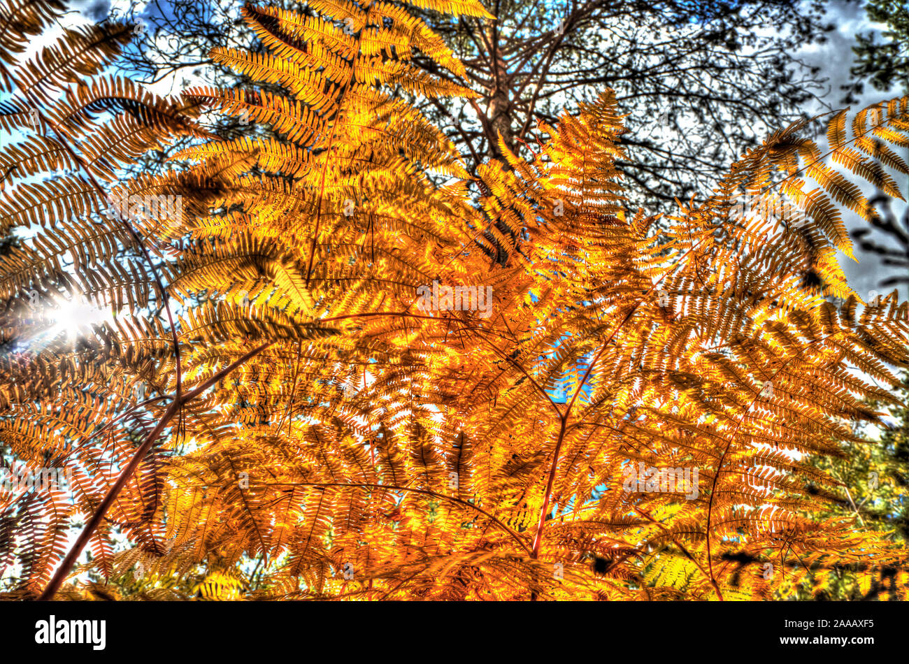 Low angle view of ferns in a forest in autumn Stock Photo