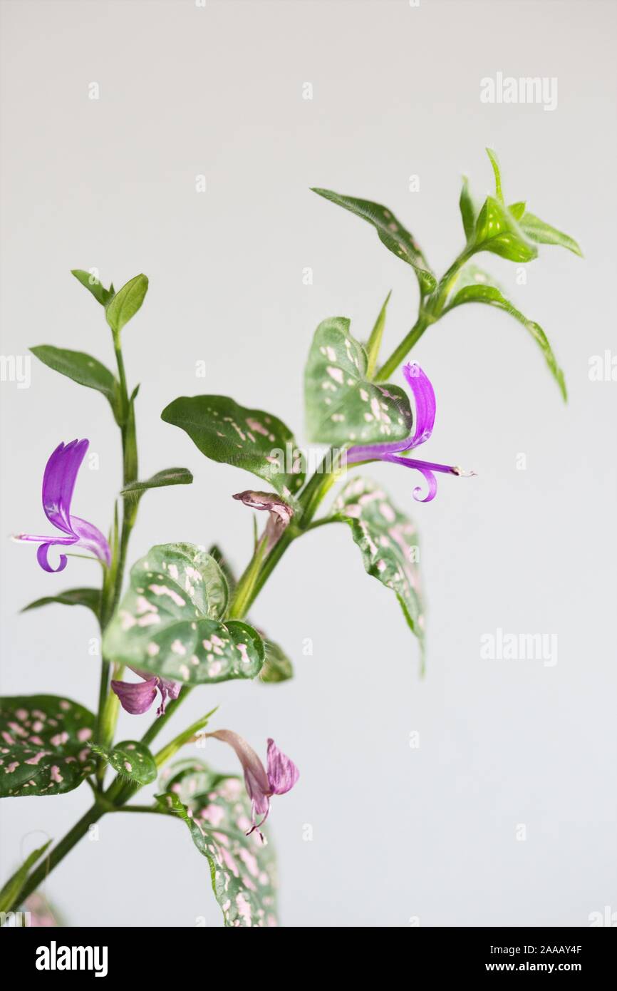 Close up of a flowering Hypoestes phyllostachya plant. Stock Photo