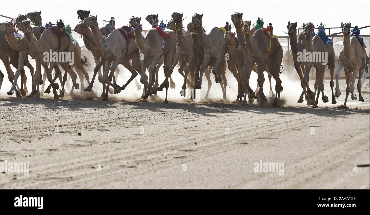 Kuwait camel robot hires stock photography and images Alamy
