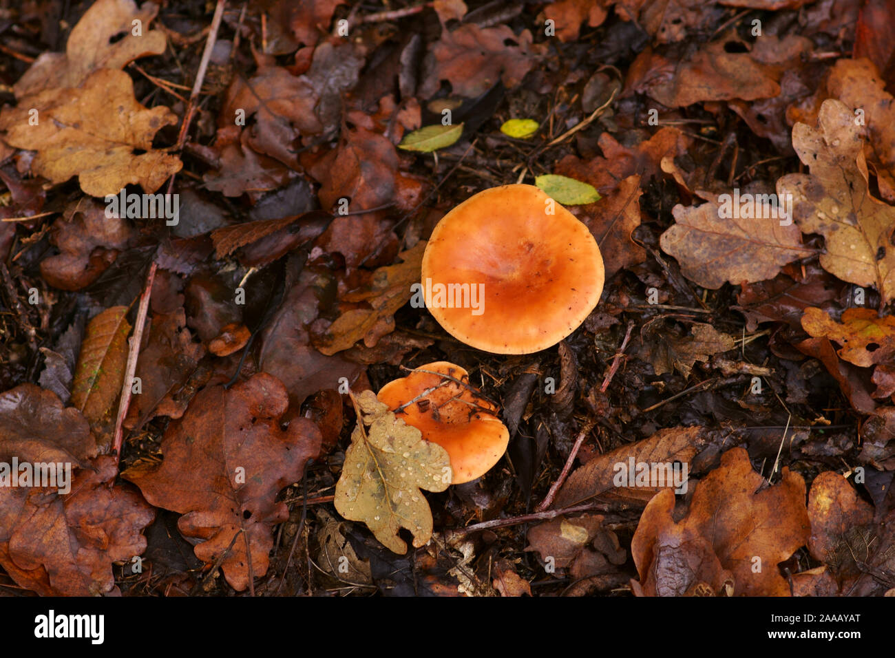 The top view and close-up of the orange-brown to orange-yellow mushroom hat of a false chanterelle, Hygrophoropsis aurantiaca. Stock Photo