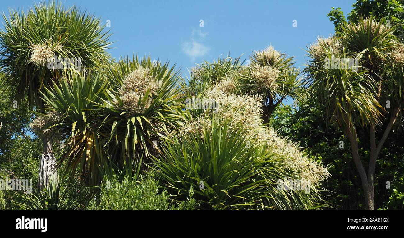 Cabbage tree new zealand hires stock photography and images Alamy