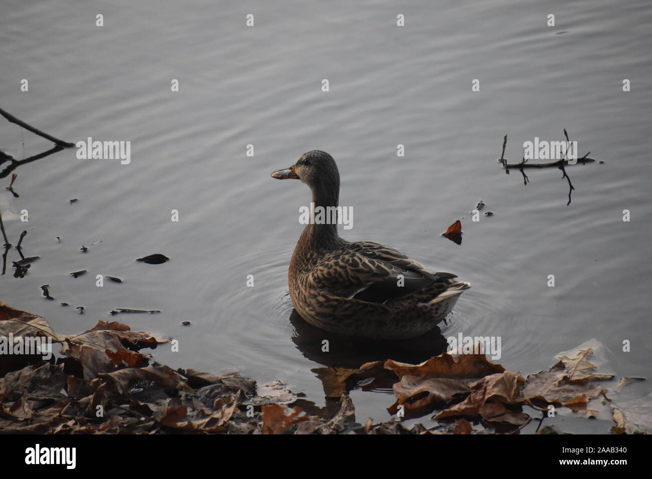 American Black Duck, California, USA Stock Photo Alamy