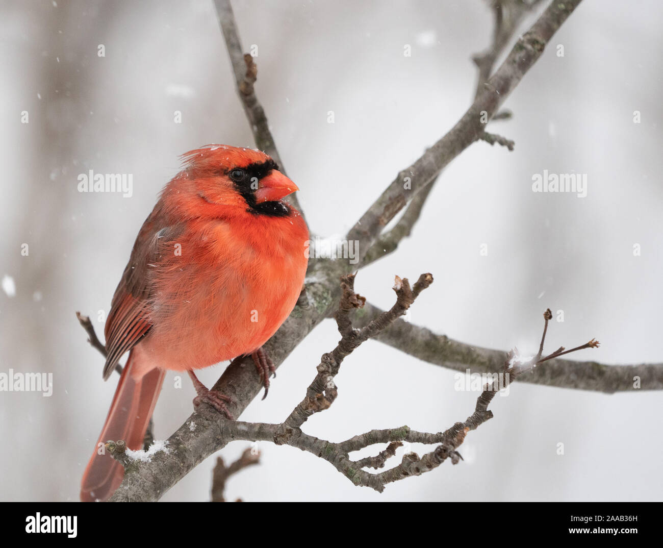 A beautiful young male Northern Cardinal (Cardinalis cardinalis) on tree branch on snowy day. Stock Photo