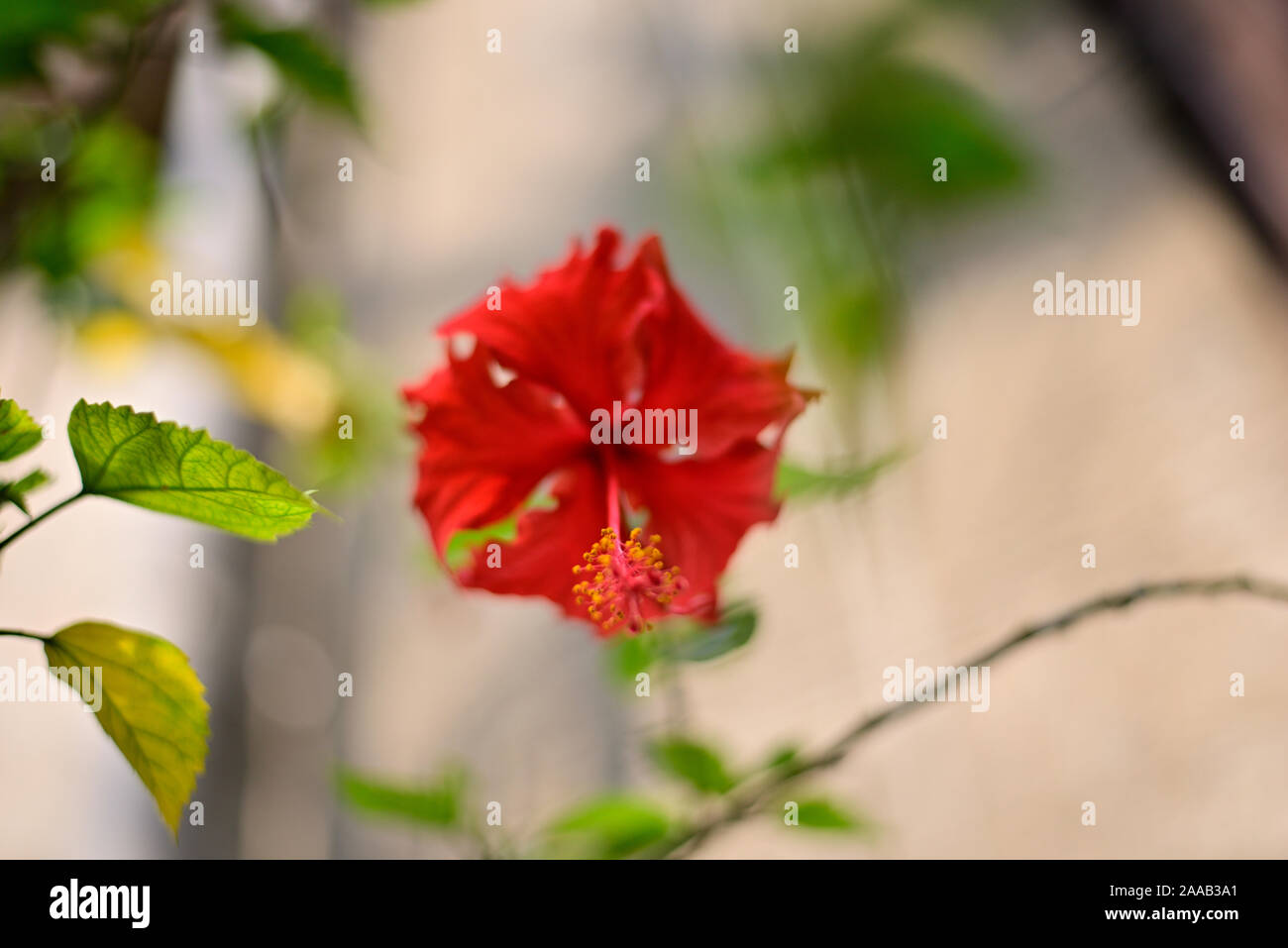 Red hibiscus flower with green leaves in a tree Stock Photo - Alamy