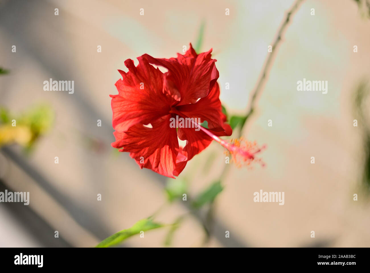 Red hibiscus flower with green leaves in a tree Stock Photo - Alamy