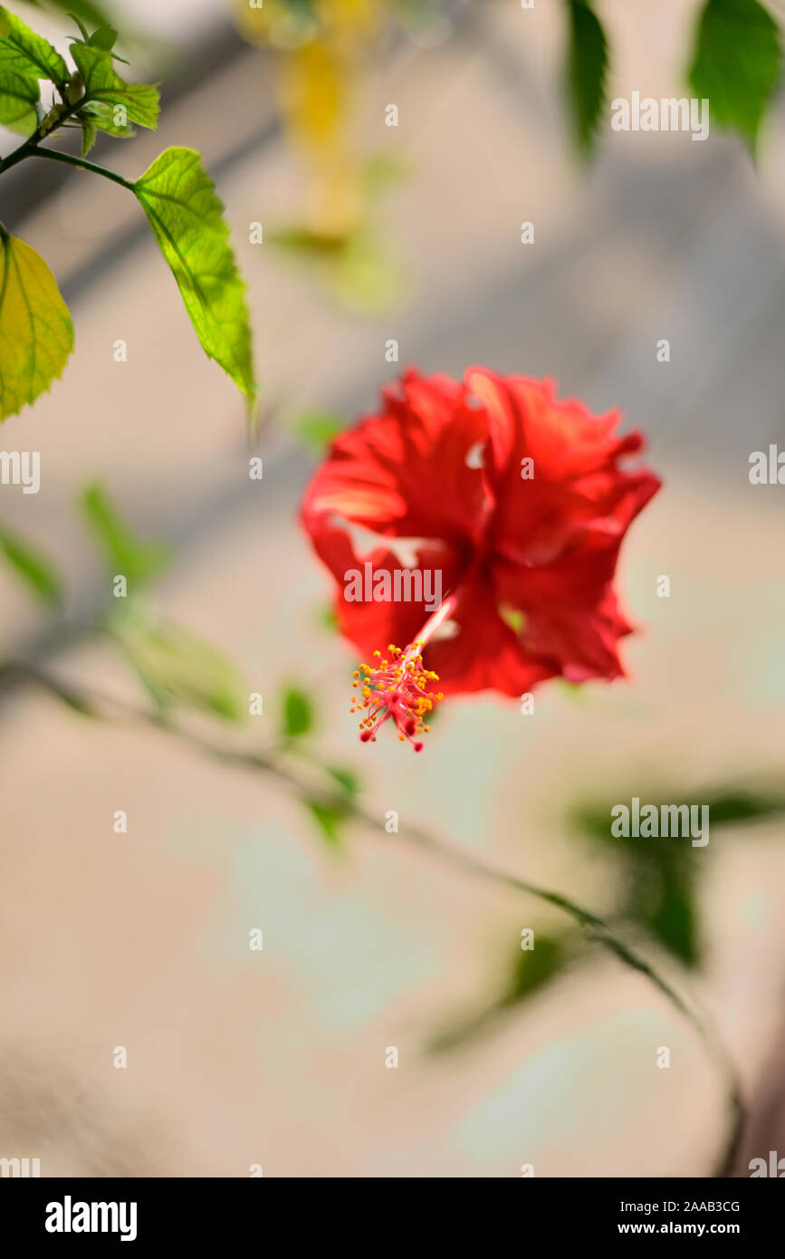Red hibiscus flower with green leaves in a tree Stock Photo - Alamy