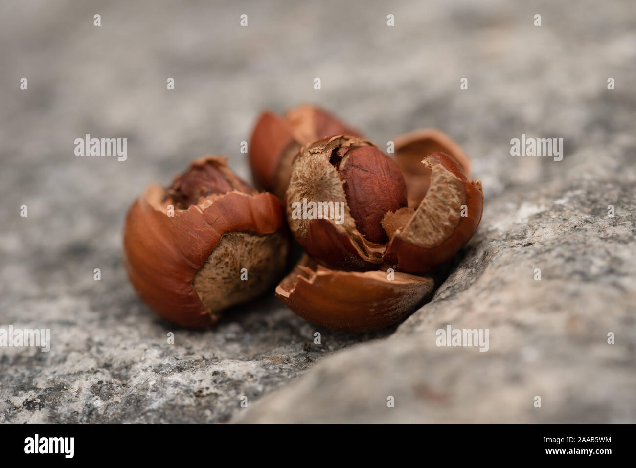Empty hazelnut shells on the stone in the outdoor parkland Stock Photo