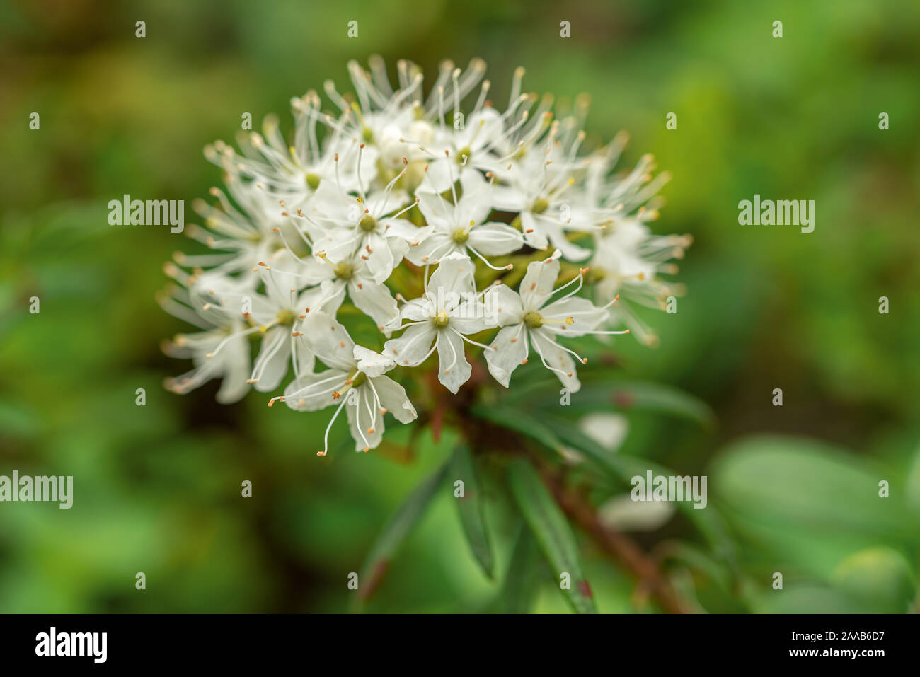 Labrador tea white flowers in the green spring forest, ledum glandulosum Stock Photo