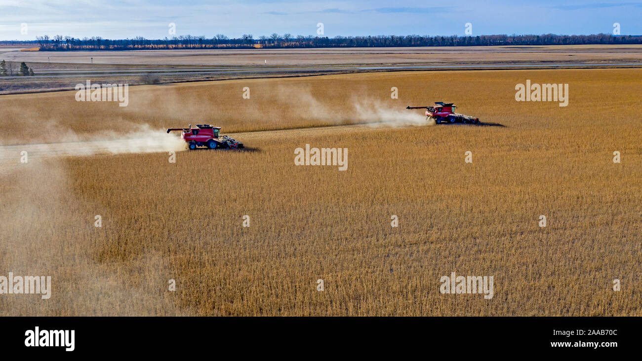 Valley City, North Dakota - Combines harvest soybeans at the Noeske Seed Farm. The soybeans will be sold through seed companies for next year's crop. Stock Photo