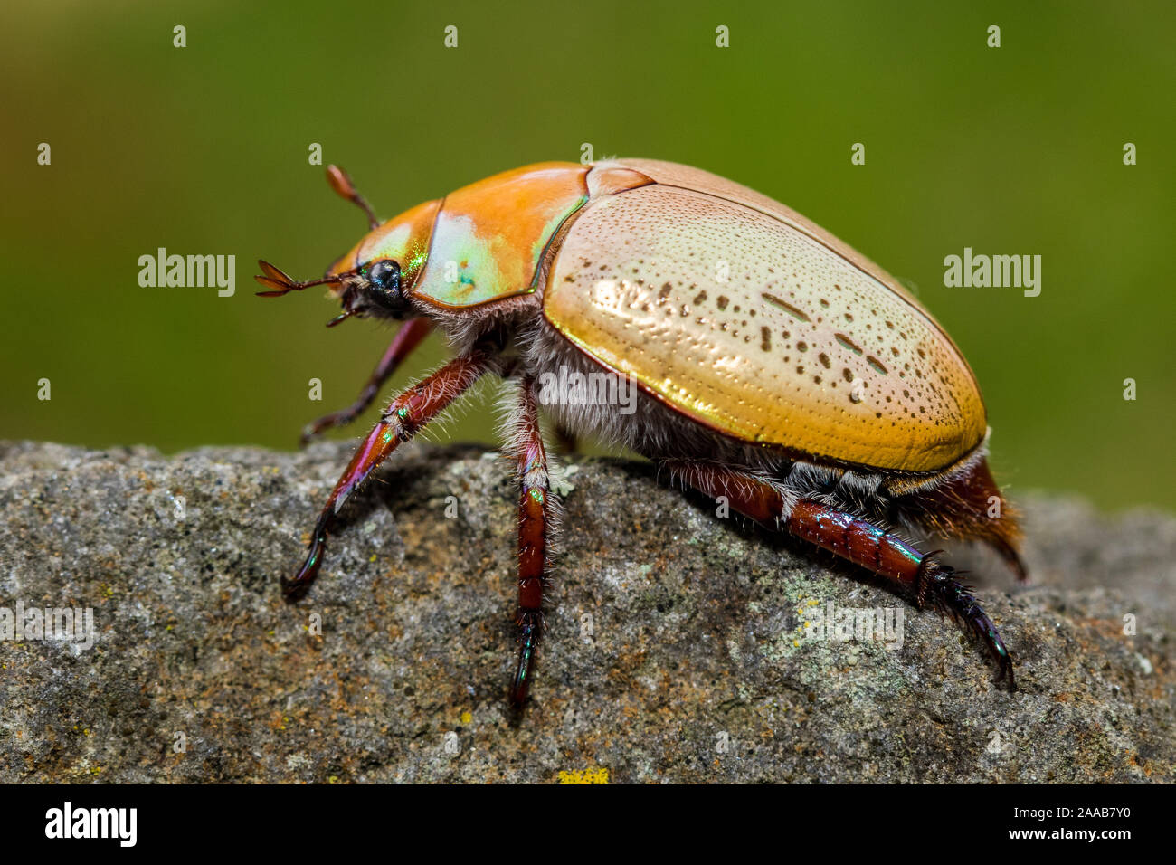 Australian Christmas Beetle Stock Photo