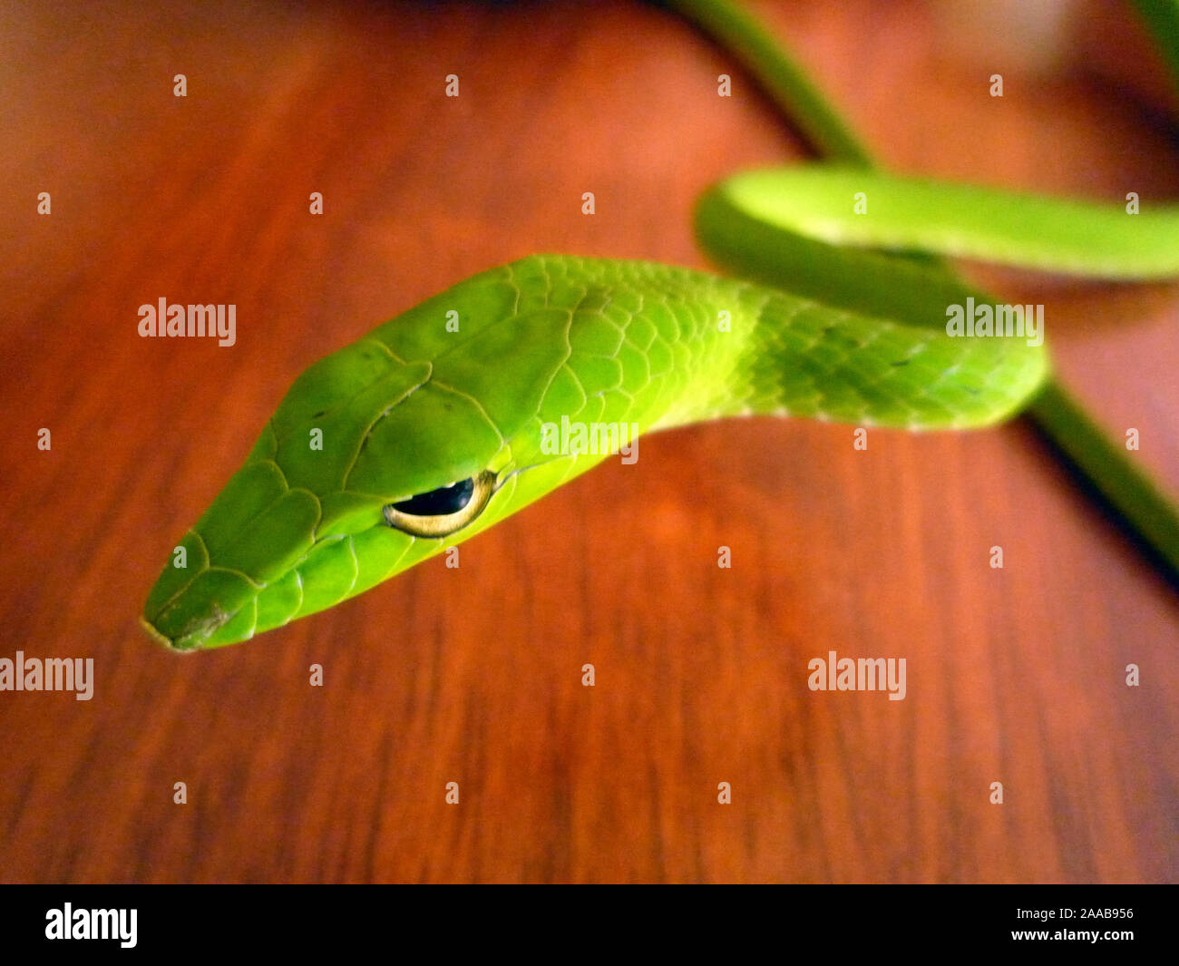 Oriental Whip Snake Stock Photo