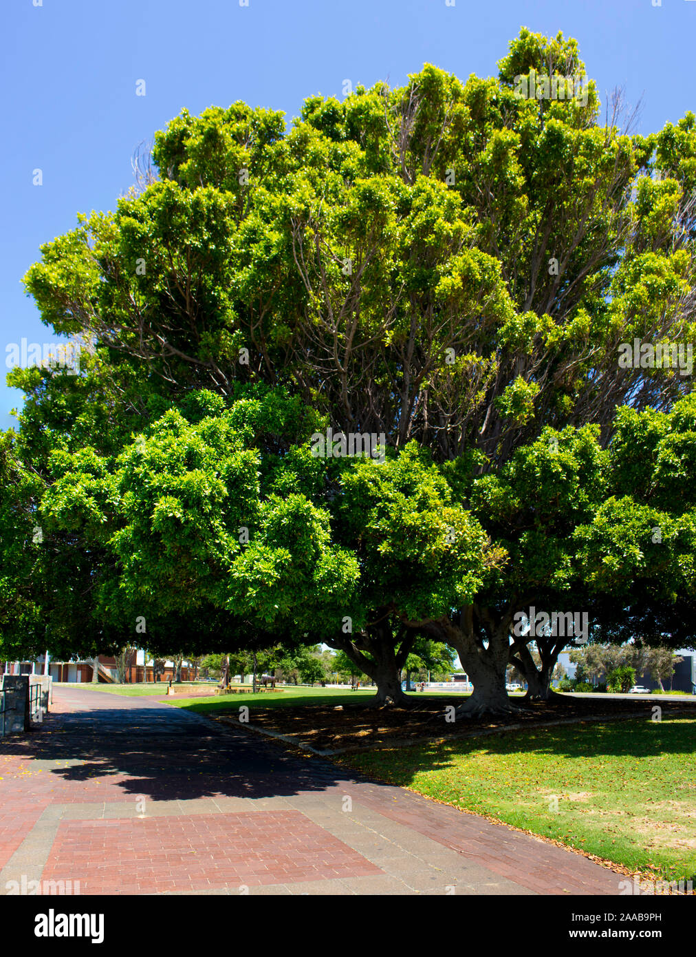 Large Ficus macrophylla Moreton Bay fig or Australian banyan,a large