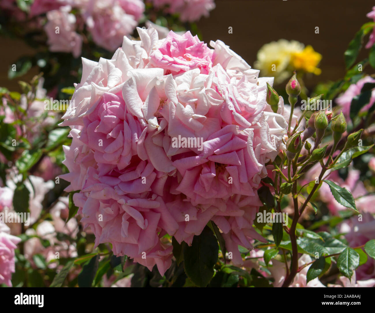 Pruning old shrub roses hi-res stock photography and images - Alamy