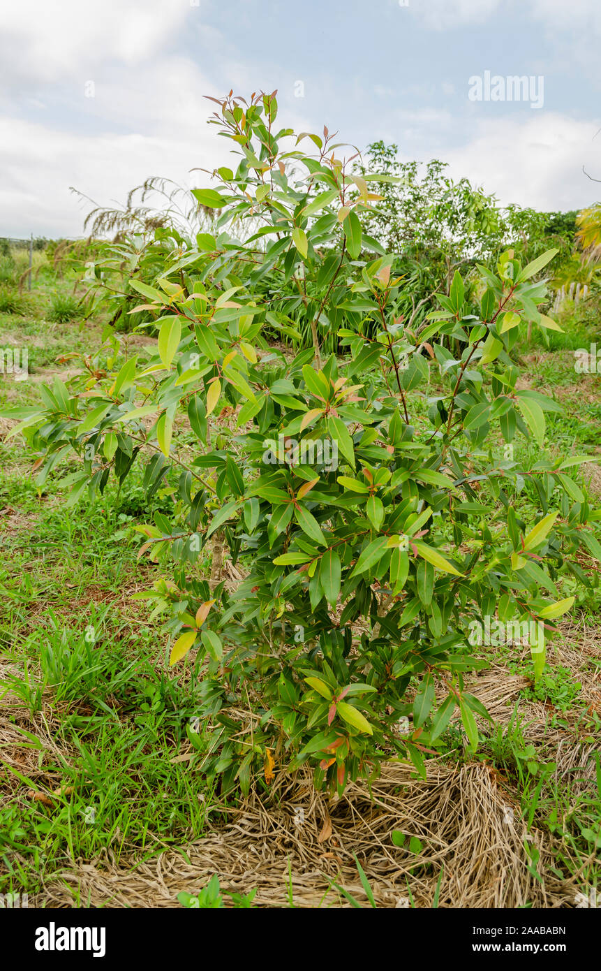 Small Roseapple Tree Stock Photo