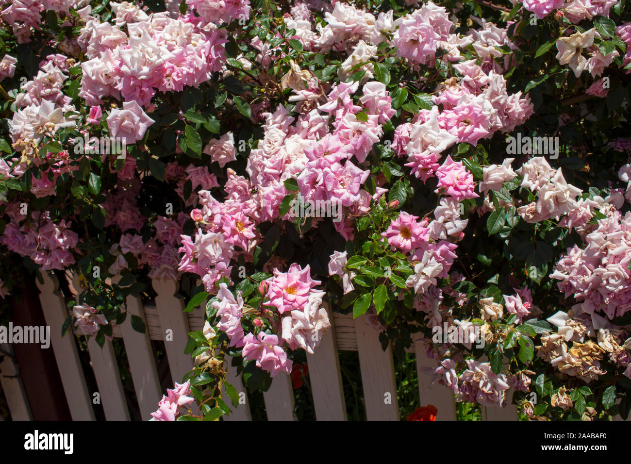 Insects pollinate roses in garden hi-res stock photography and images ...
