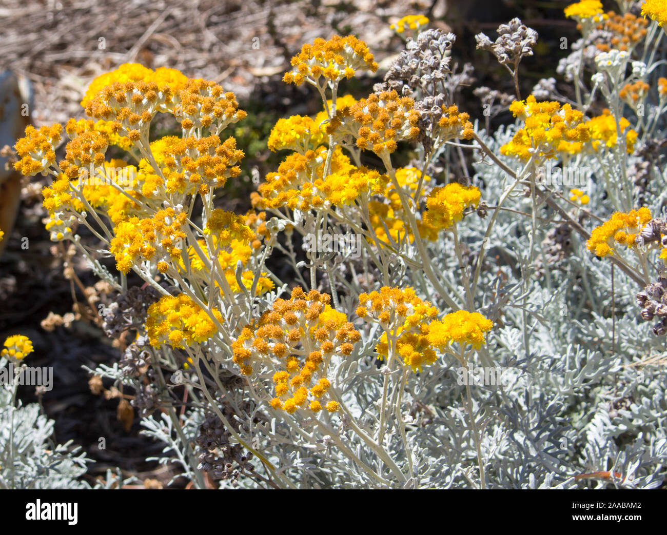 Jacobaea maritima (Silver Ragwort) a perennial plant in the genus ...