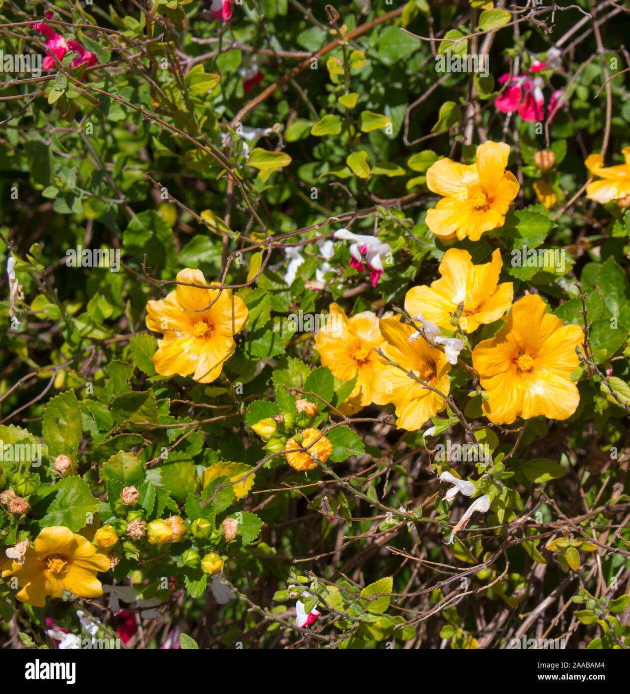 Sida Fallax Butterkin is a low spreading shrub buttery-orange whose flowers resemble a miniature Hibiscus and occur in prolific terminal clusters . Stock Photo