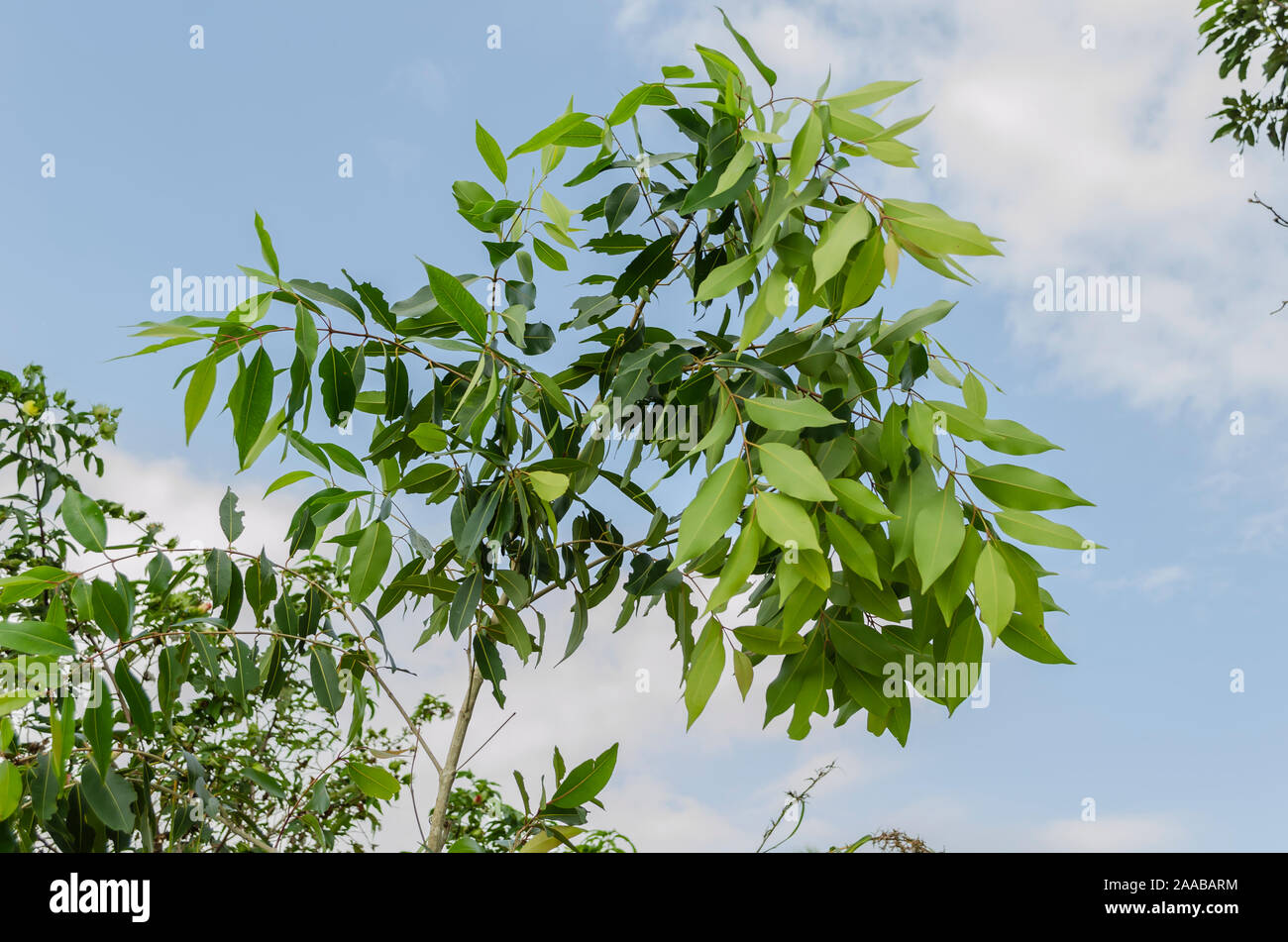 Branch Of The Roseapple Tree Stock Photo
