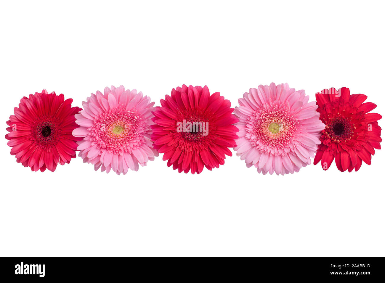 Red and pink gerbera flowers line on white background isolated closeup