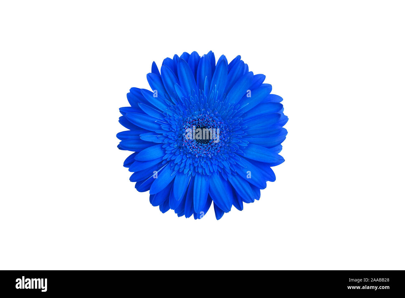 One blue gerbera flower on white background isolated close up, single gerber  flower, daisy head top view, decorative design element, floral pattern  Stock Photo - Alamy