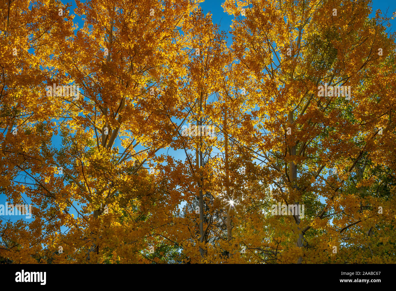 Autumn Aspen, Mt. Lemmon, Arizona Stock Photo