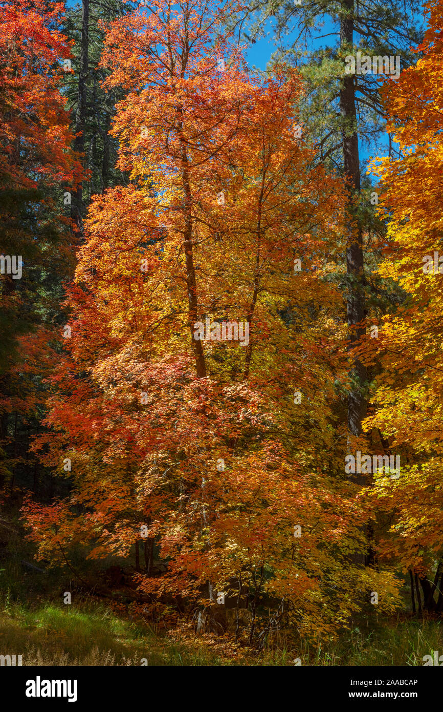 Autumn Maples, Mt. Lemmon, Arizona Stock Photo