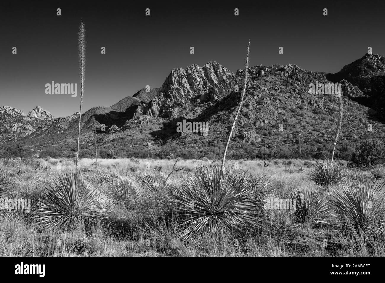 Yucca Stand, The Dragoon Mountains, Cochise County, Arizona Stock Photo