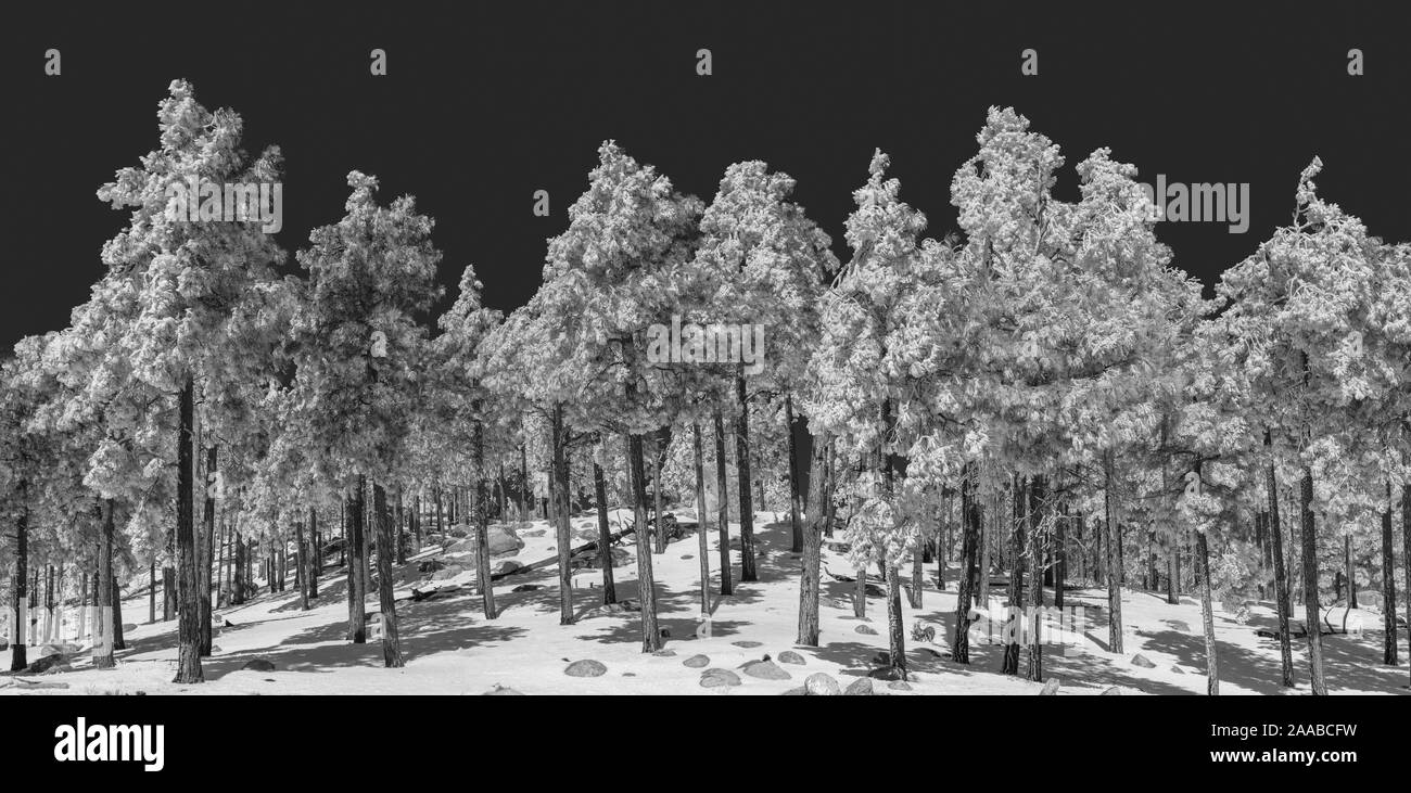 Pines in Snow, Mt. Lemmon, Tucson, AZ Stock Photo