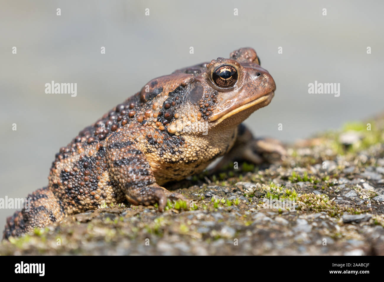 Close-up of American toad sitting at edge of pond calling female. Stock Photo