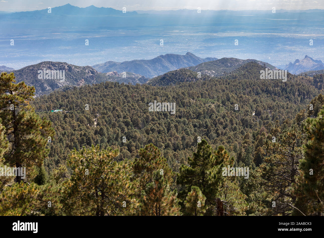 Healthy Conifer Forest, Mt. Lemmon, Arizona Stock Photo