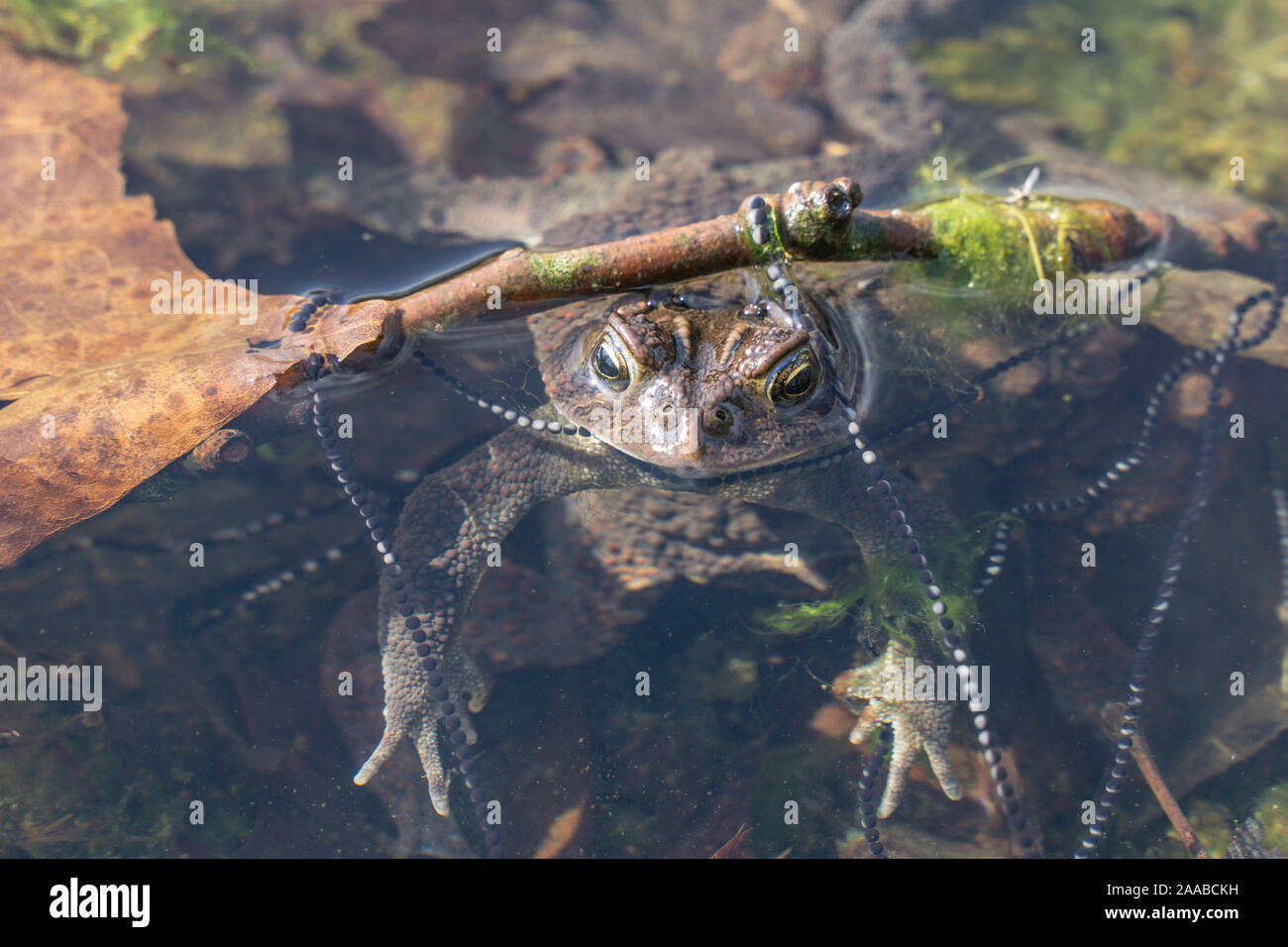 American toad, in pond, wrapped in chain of toad eggs. Stock Photo