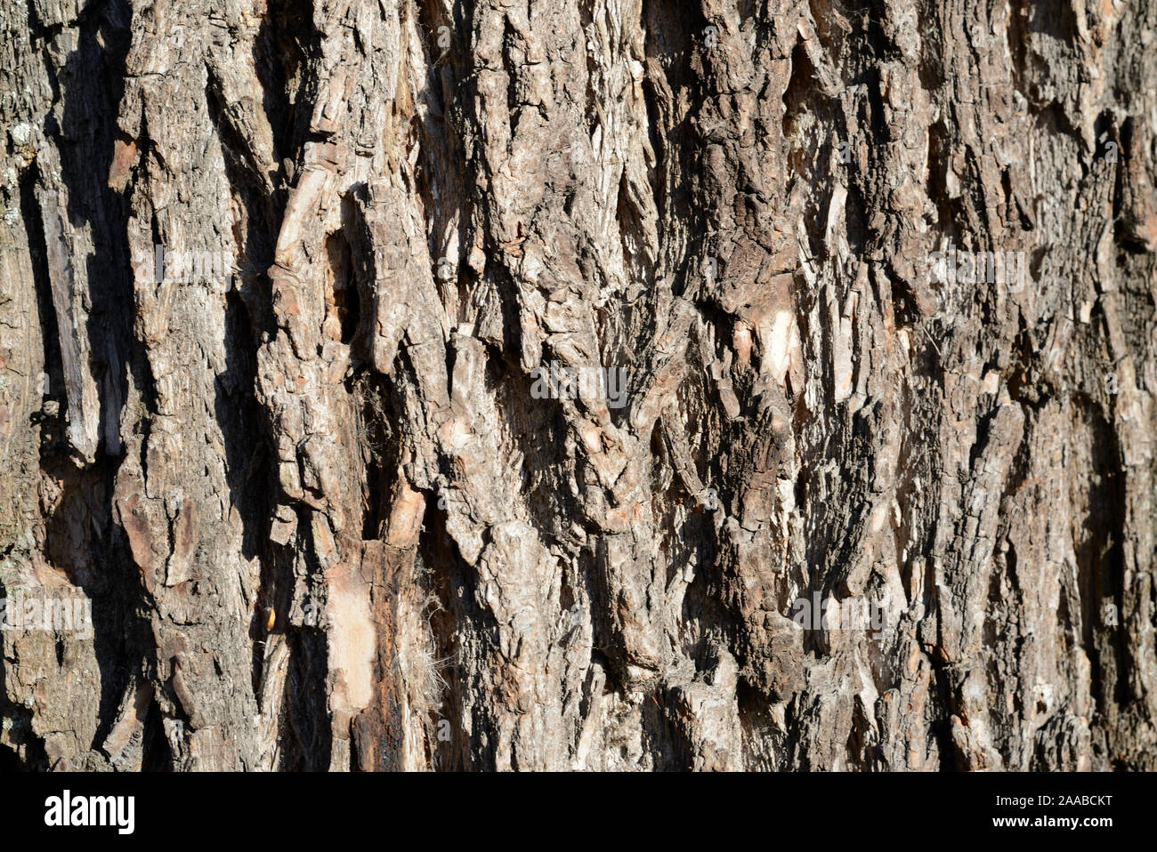 The bark of an old tree lit by the sun closeup. Abstract natural background Stock Photo