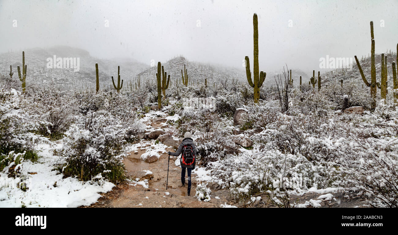 Sabino Canyon Saguaros in Snow, Tucson, Arizona Stock Photo