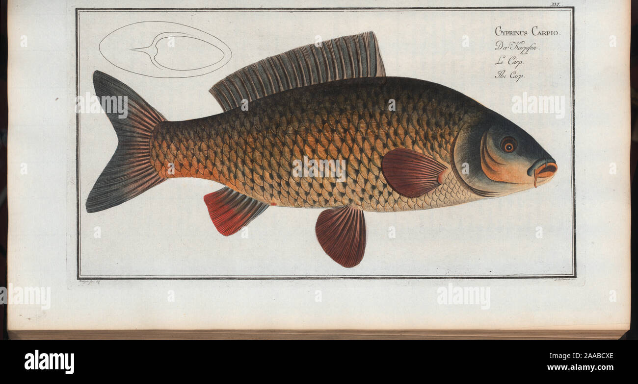 Species cyprinus carpio hi-res stock photography and images - Alamy