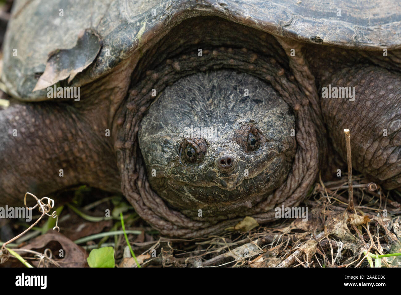 Close-up Common Snapping turtle (Chelydra serpentina) sunning himself near pond. Stock Photo