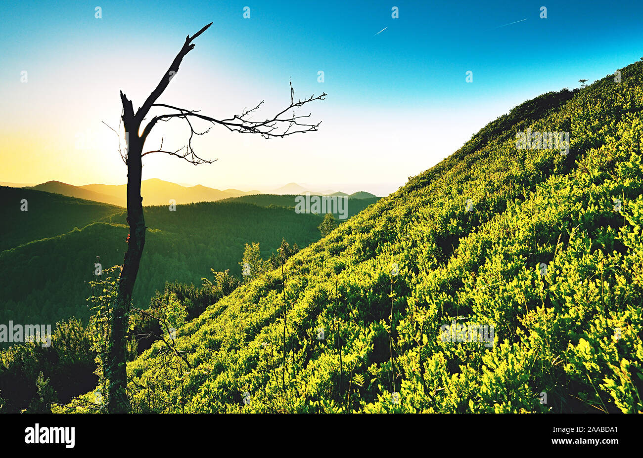 Autumn daybreak in romantic mountains, broken tree of red rowan. Fall valley with peaks contours Stock Photo