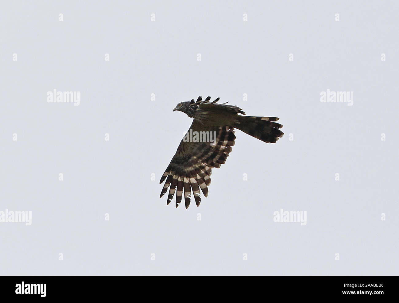Longtailed Honeybuzzard (Henicopernis longicauda) adult in flight