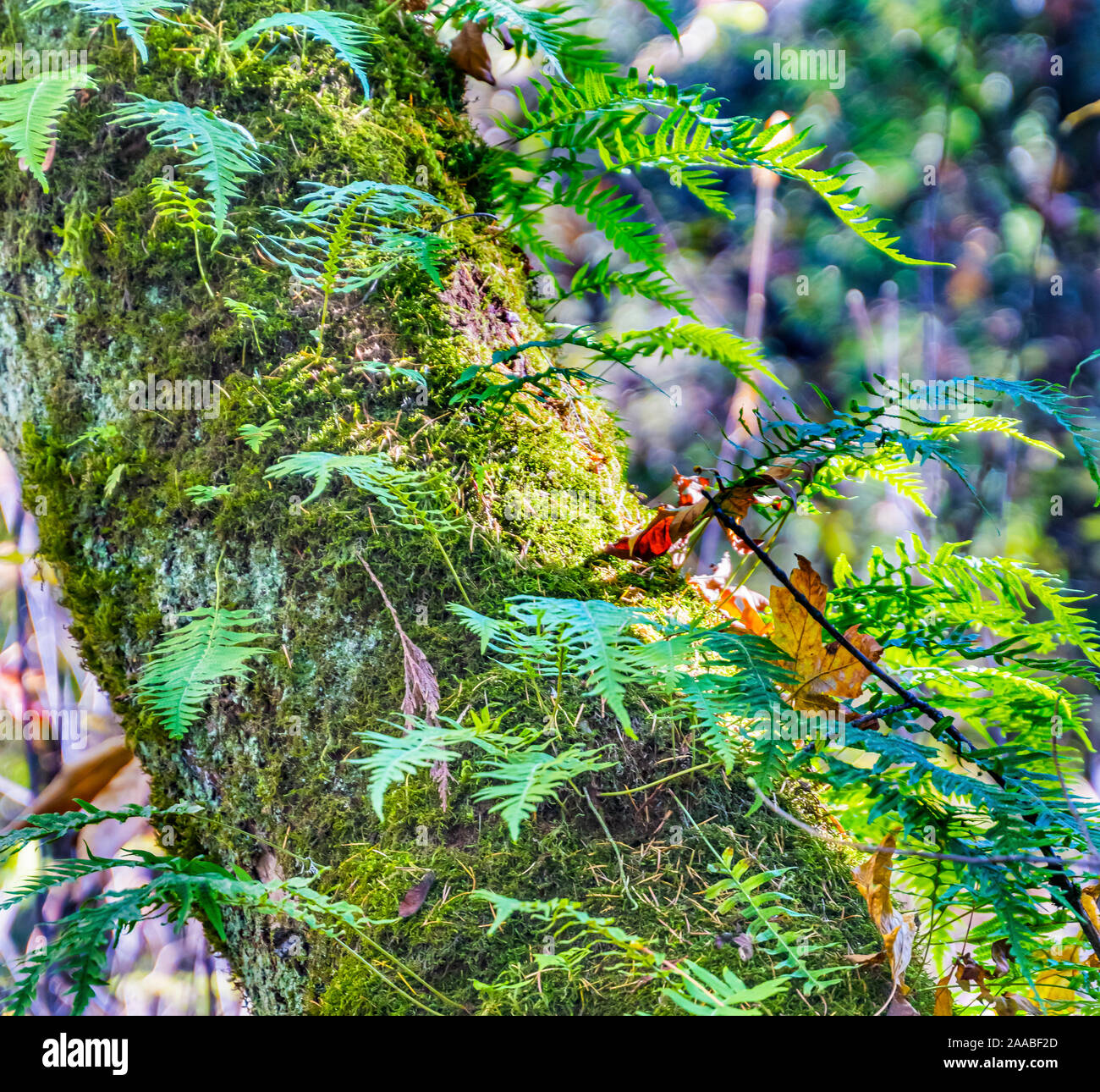 Green Ferns Growing Tree Bellevue Botanical Garden Washington State