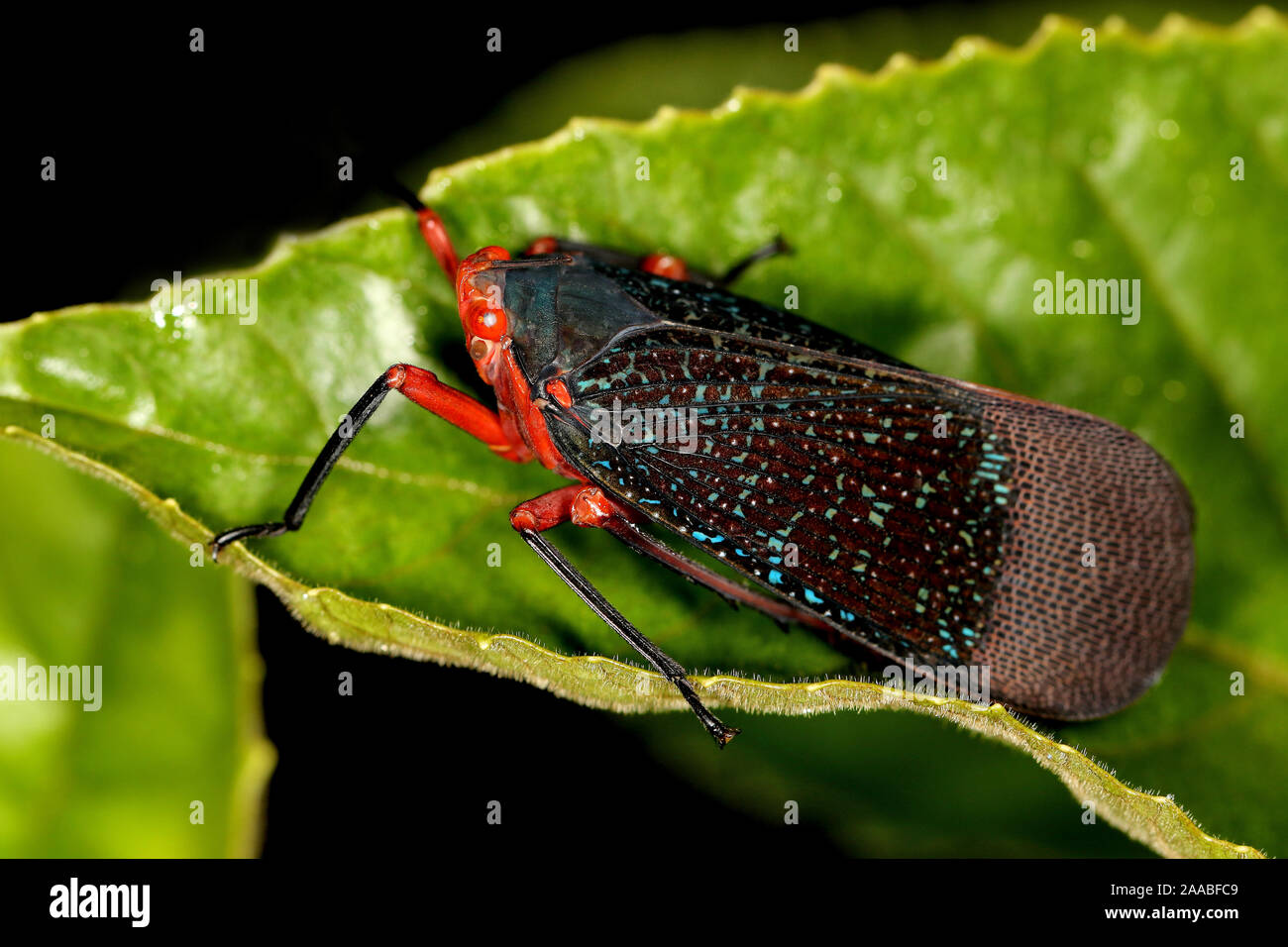 Ladhani Insect Lantern Fly, Kalidasa lanata, Agumbe, Karnataka, India Stock Photo - Alamy