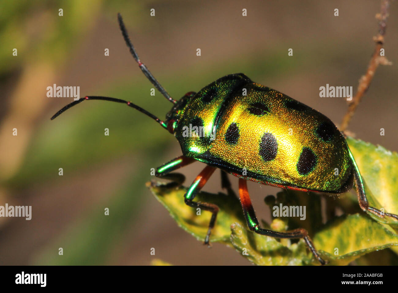 Jewel Bug, Chrysocoris Sp. Mysore , Karnataka, India Stock Photo
