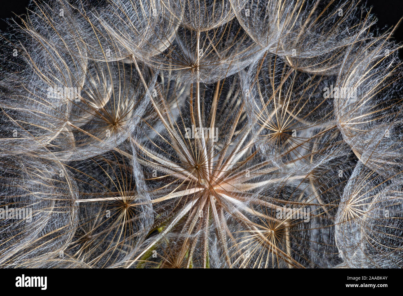 Western Salsify Seeds, Tragopogon dubius Stock Photo